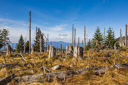 Toter Wald auf dem großen Rachel, Nationalpark Bayerischer Wald, Niederbayern, Bayern, Deutschland