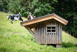 Ziegen springem vom Dach eines Stalls, Allgäu, Bayern, Deutschland