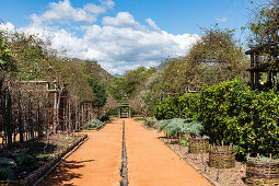 In the garden of Babylonstoren, old farm, wine farm, Franschhoek, Western Cape Province, Stellenbosch, Cape Winelands, South Africa, Africa