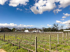 Blick auf Weinfelder von Babylonstoren, alte Farm, Weinfarm, Franschhoek, Provinz Westkap, Stellenbosch, Cape Winelands, Südafrika, Afrika