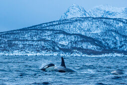  Norway, Skjervøy 