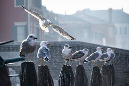 Silbermöwen (Larus argentatus) am Fischmarkt von Chioggia, Vena Kanal, Chioggia, Lagune, Venetien, Italien