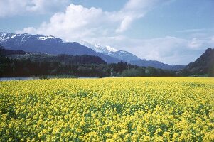 Rape Field in full Bloom