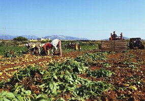 Field workers picking potatoes; Majorca; Spain