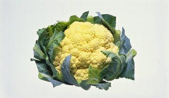 A Head of Cauliflower