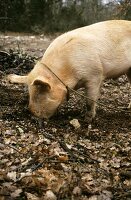 Truffle pig burrowing in the earth