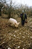 Mann mit Trüffelschwein im Wald (Le Quercy, Provence 1)