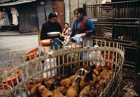 Hühner im Käfig auf einem Markt in Sichuan