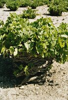 Rebstock auf trockenem Boden, Santorini, Griechenland