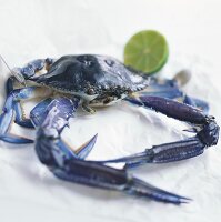 Australische Blaukrabbe (Callinectes sapidus)