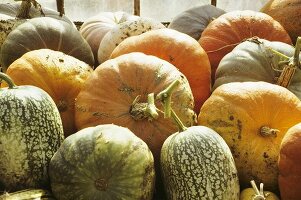 Various types of squash in front of a window