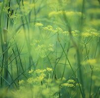 Wild fennel