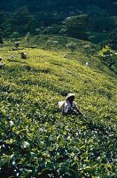 Arbeiterinnen auf einer Teeplantage (Sri Lanka)