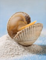 Fresh cockle, opened, on sea salt