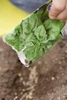 Child sowing spinach seeds in soil (close-up)