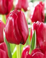 Rote Tulpen 'Unique de France'