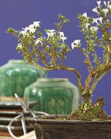 Serissa Bonsai im Blumentopf