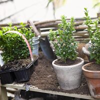 Small box trees in flowerpots