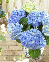 Hydrangea 'Blue Heaven' in flowerpot