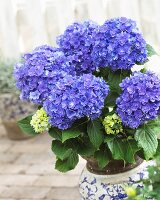 Hydrangea 'You & Me Together' in flowerpot