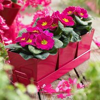 Primulas ('Salome Rose') in metal pots