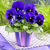 Pansy 'Goliath Deep Blue with Blotch'