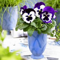 Stiefmütterchen 'Goliath Purple White' im blauen Blumentopf
