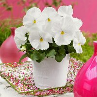 Pansy 'Goliath White' in flowerpot