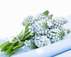 Grape hyacinths ('Ocean Magic') on blue cloth