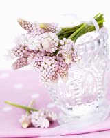 Pink grape hyacinths (Muscari 'Pink Sunrise') on crystal glass