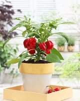 Red pepper plant in flowerpot