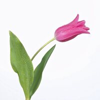 Pink tulip with drops of water