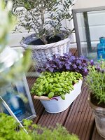 Verschiedene Kräuter und Olivenbäumchen auf Terrasse