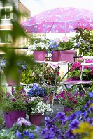 Summery balcony with flowering plants in pots and sunshade