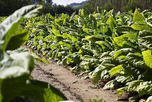 Tobacco plants in the field