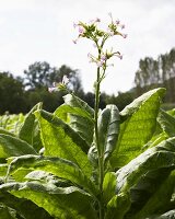 Tobacco plant with flower