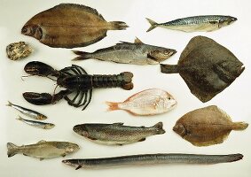 Fische und Meeresfrüchte (Auster und Hummer)