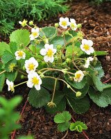 Erdbeerblüten (Fragaria x ananassa)