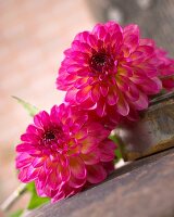 Dahlias