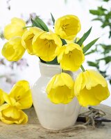 Yellow tulips, variety: Cherokee, in a vase