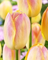 Tulpen, Sorte: Wendy Love