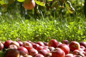 Viele Äpfel der Sorte 'Benoni' unter dem Apfelbaum