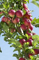 Rote Äpfel der Sorte 'Mitchgla' am Baum