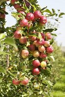 Rote Äpfel der Sorte 'Mitchgla' am Baum