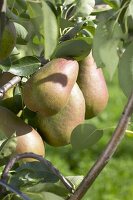 Pears, variety 'Beurre Clargeau', on the tree