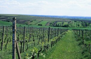 Weinberge bei Bojetice, Tschechien