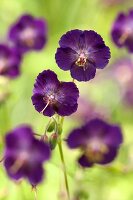 Brauner Storchschnabel (Geranium phaeum)