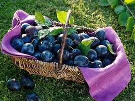 Plums (variety 'Hanita') in wicker basket on grass