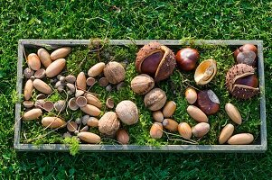 Eicheln, Nüsse und Kastanien auf Moos im Holztablett