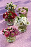 Small posies of various types of Bellis